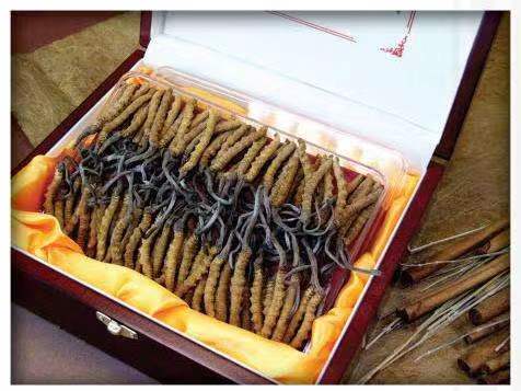 铁锋冬虫夏草回收